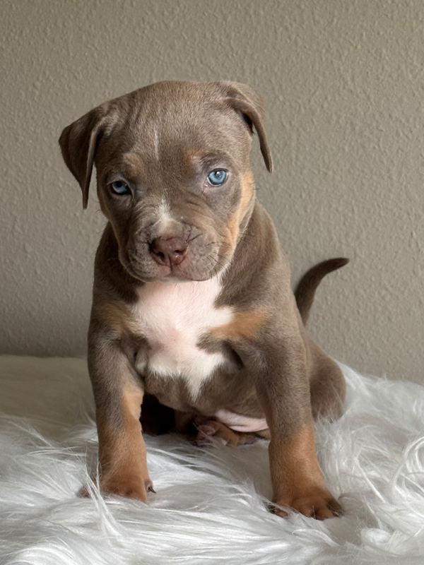 Chocolate and tan chocolate tri XL Bully for sale in Florida