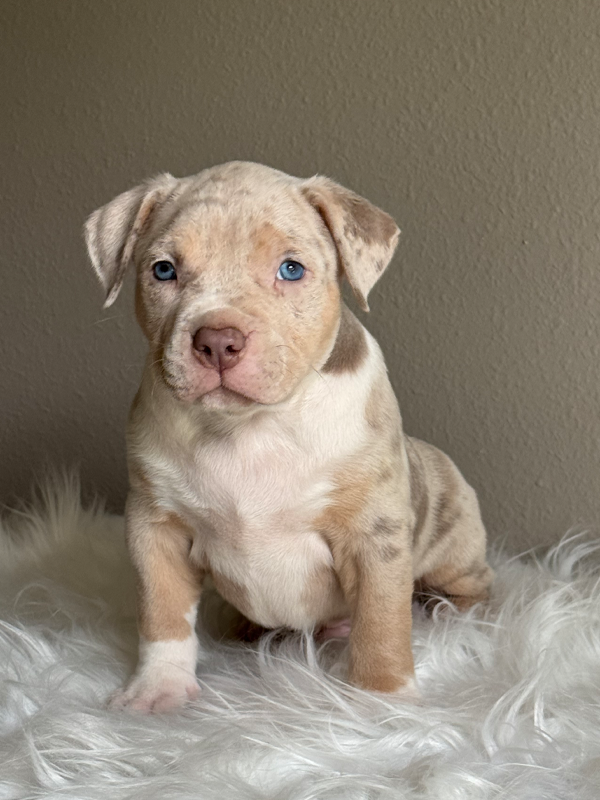 Lilac and tan merle lilac tri merle XL Bully puppy for sale near me Florida