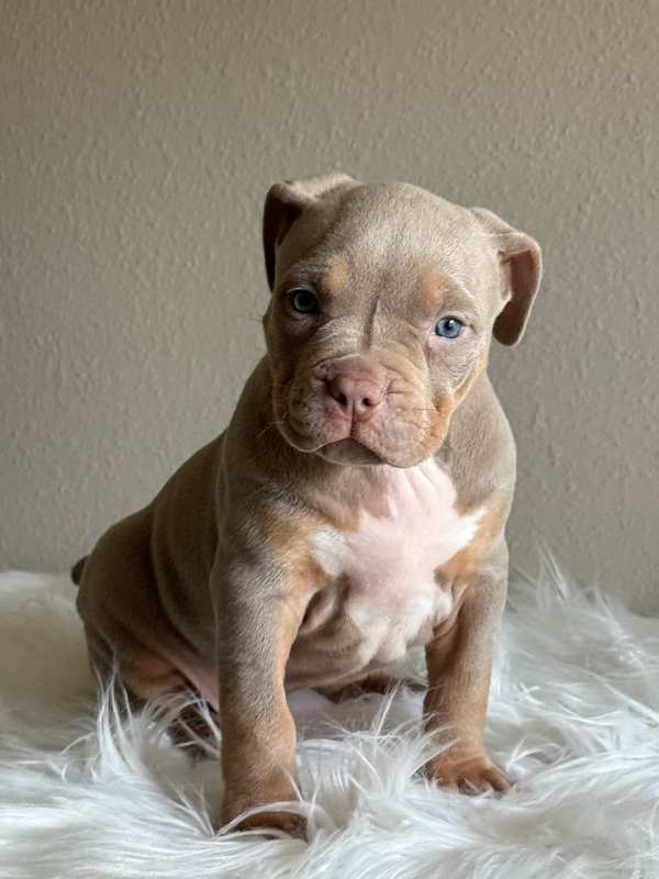 lilac and tan lilac tri XL American Bully for sale in Georgia
