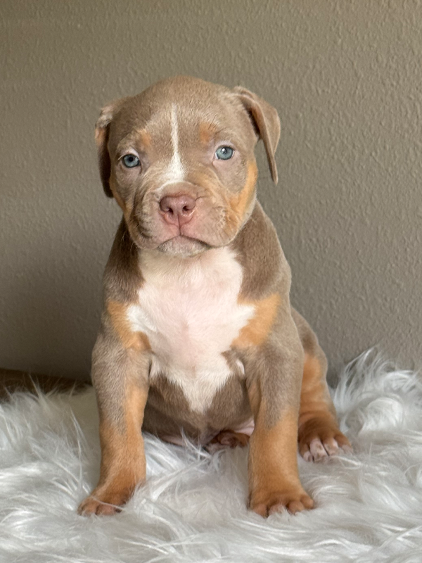 lilac and tan lilac tri XL Bully for sale in Georgia Florida