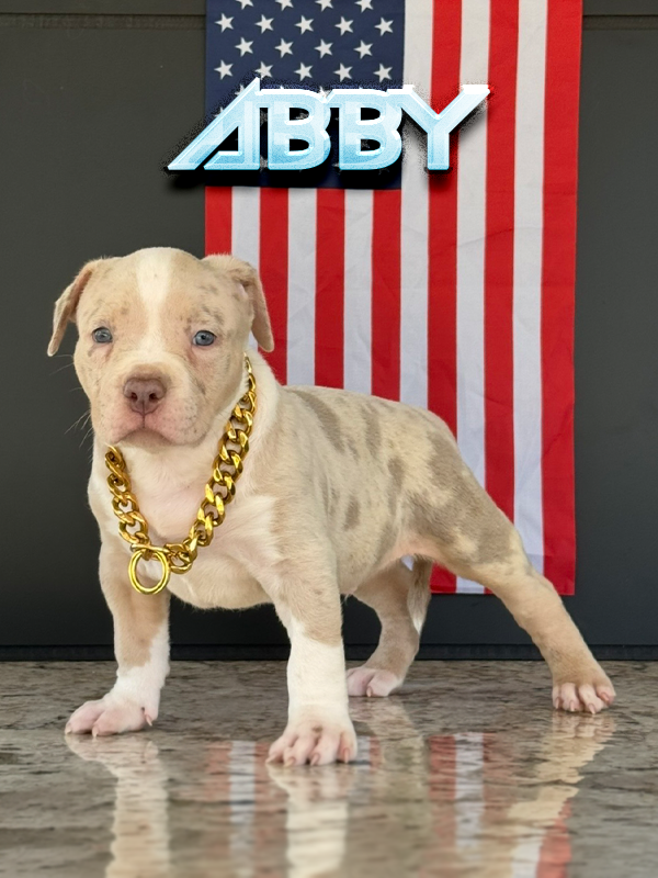 Abby is a lilac merle tri XL Pitbull terrier baby Bully for sale near me Florida