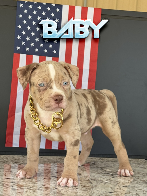 Baby is a chocolate merle tri XL American Bully for sale in Florida