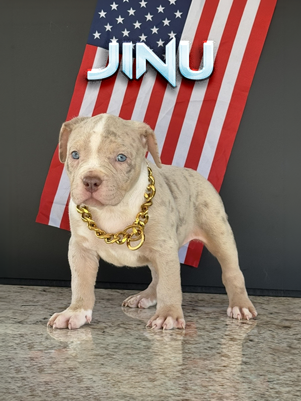 Jinu is a lilac tri merle XL Baby Pitbull puppy for sale near me in florida