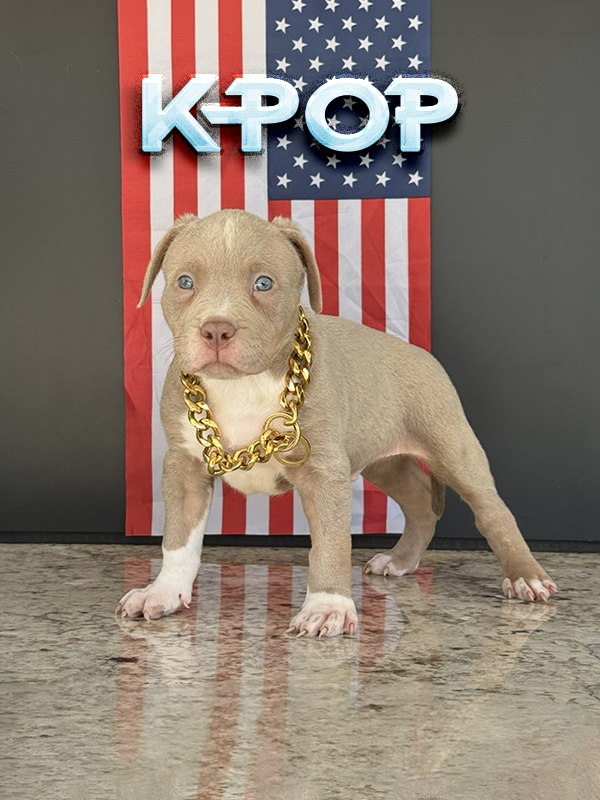 Kpop is a lilac tri baby Pitbull XL Bully puppy for sale near me in FL