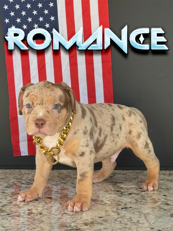 Romance is a chocolate tri merle baby Pitbull baby XL Bully puppy for sale near me in Florida