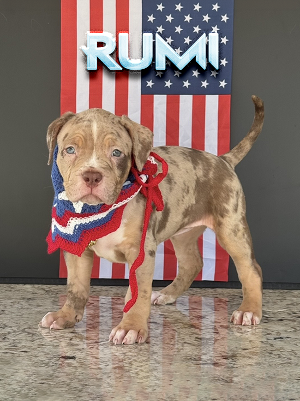 Rumi is a chocolate merle tri baby pitbull puppy for sale