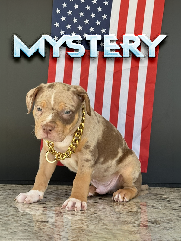 mystery is a chocolate merle tri baby XL Bully with blue eyes for sale near me in South FL