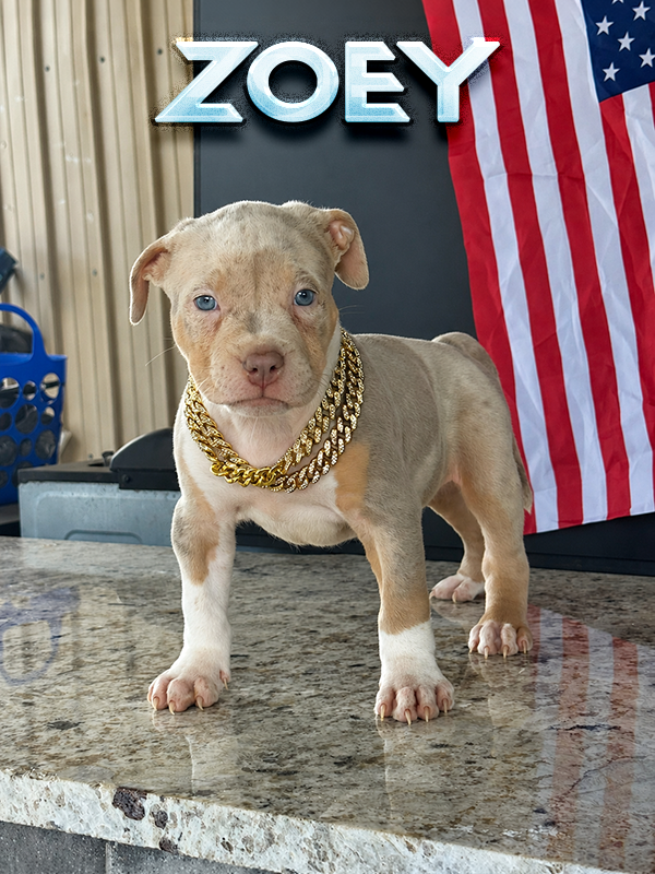 zoey is a lilac merle tri baby pitbull puppy for sale