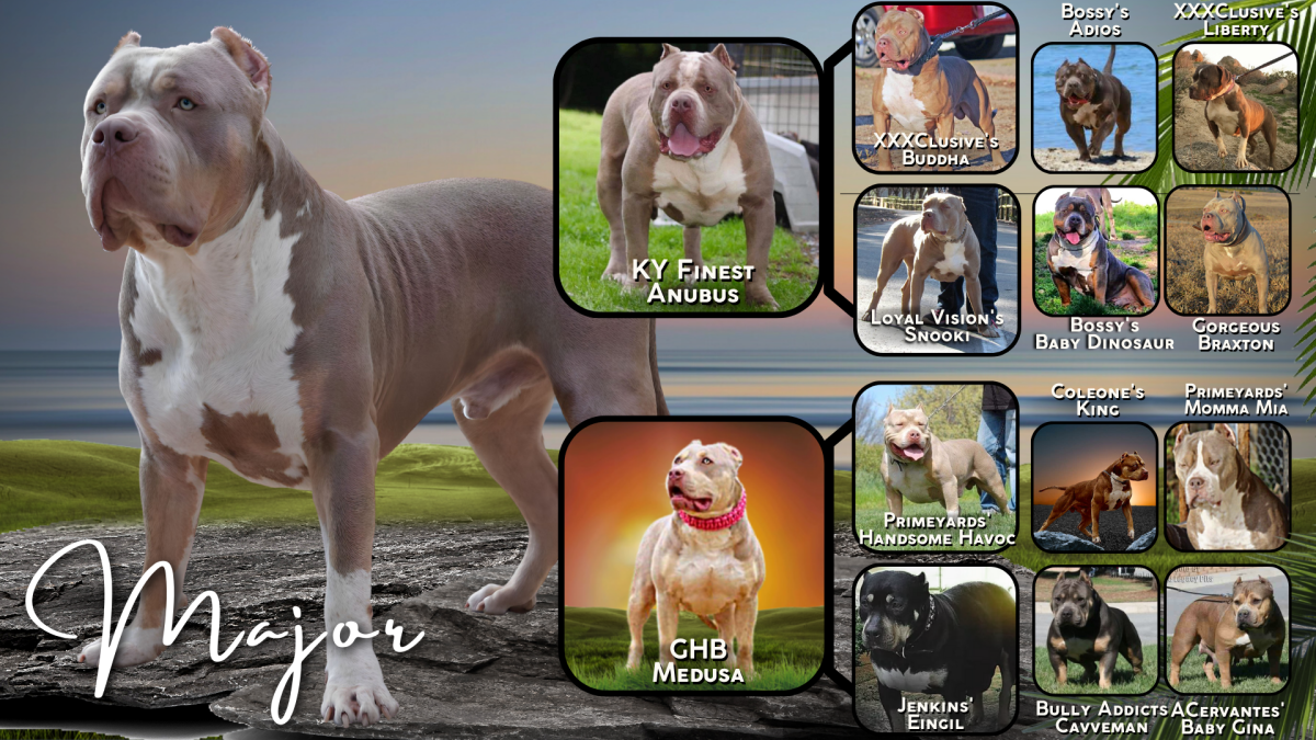 champagne tri xl bully stud florida